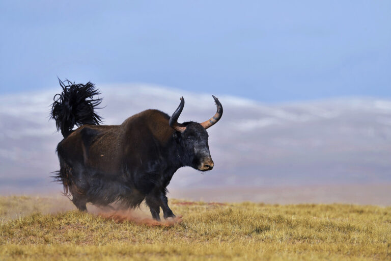 Zhao Yilin - Wild-animal-life-photo-8